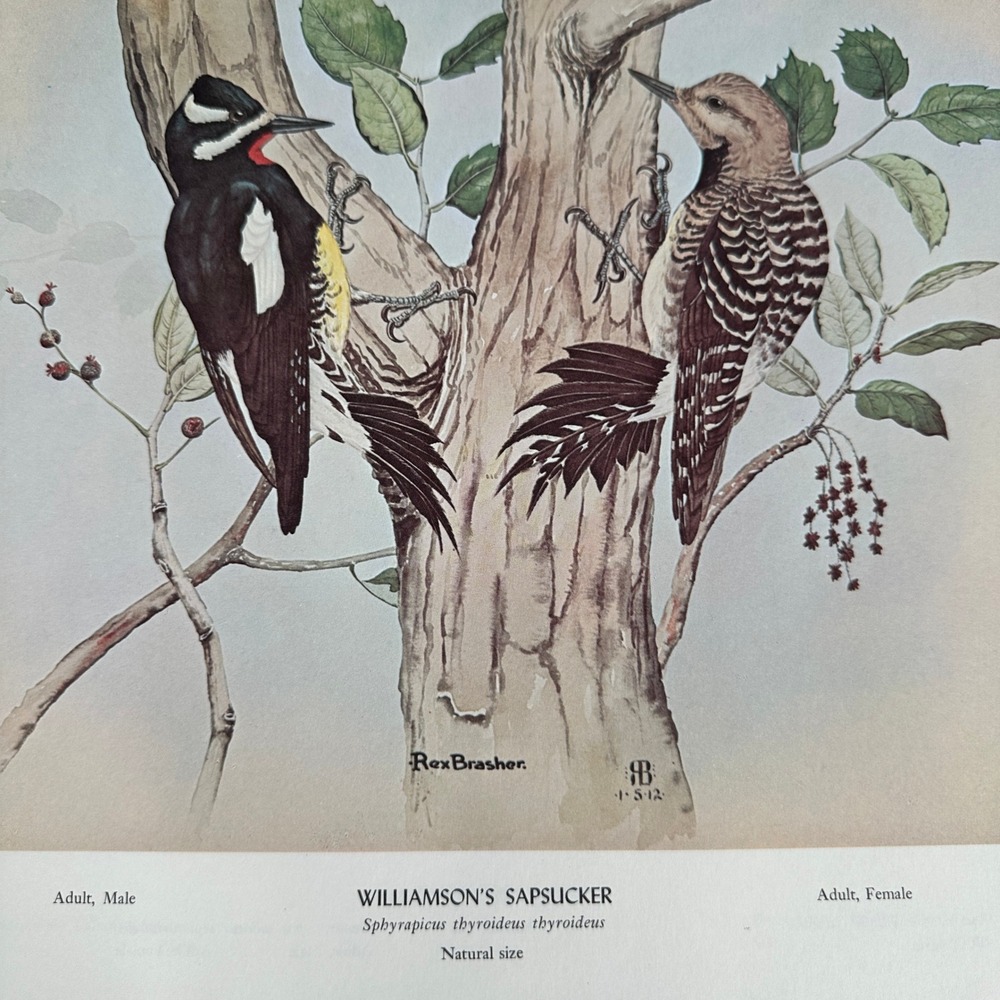 Rex Brasher Williamsons Sapsucker Bird Vtg Original Book Plate Wall Art Decor